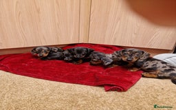 Miniature Dachshund dogs for sale: Black grey dapple, Black Tan miniature dachshund - Image 18