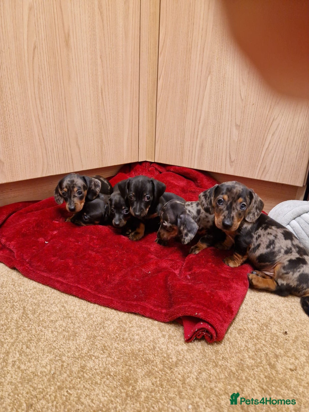 Miniature Dachshund dogs for sale: Black grey dapple, Black Tan miniature dachshund - Image 18