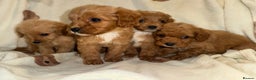 Cavapoo dogs for sale: Gorgous F1 Cavapoo puppies💙 - Advert 6
