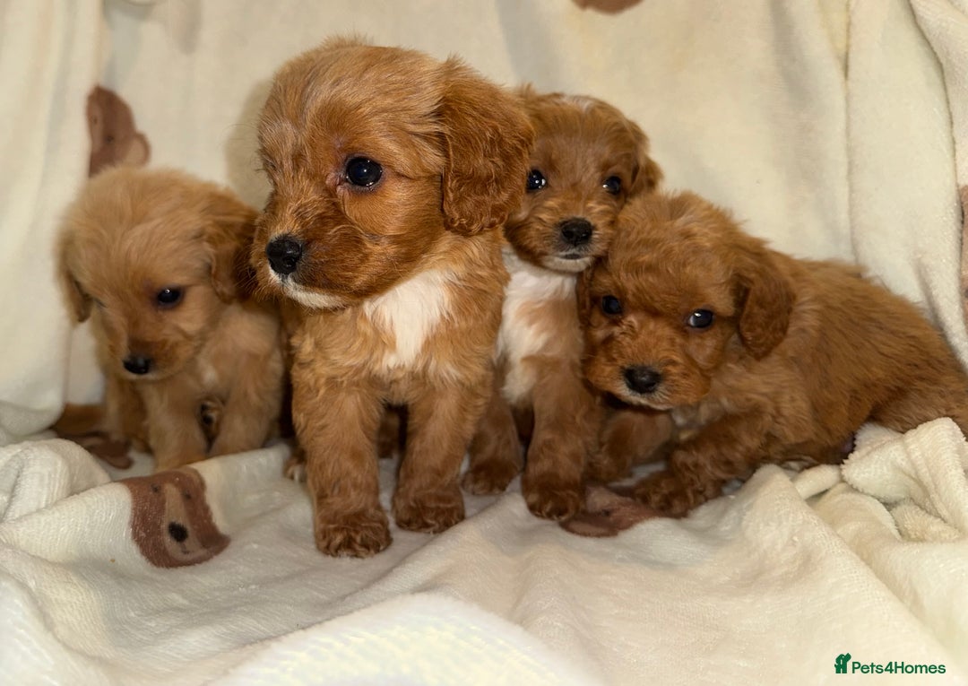 Cavapoo dogs for sale: Gorgous F1 Cavapoo puppies💙 - Advert 6