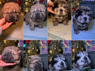 Chow Chow dogs Stunning chows ready for ** - Advert 13