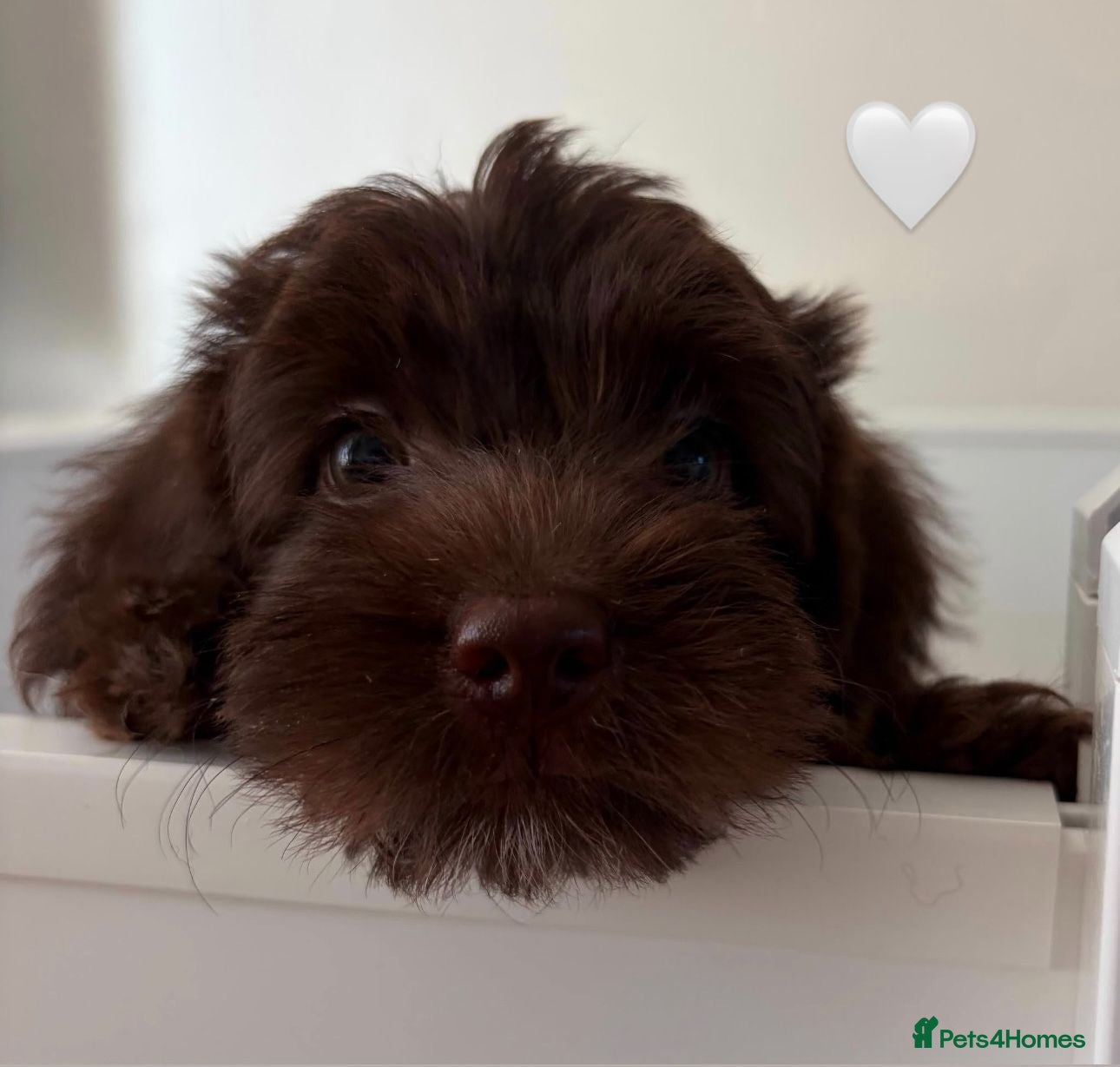 Australian Labradoodle dogs Miniature Australian Labradoodle Puppies - Advert 9