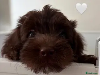 Australian Labradoodle dogs Miniature Australian Labradoodle Puppies - Advert 2