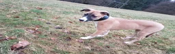 Mixed Breed dogs for sale: 2x female Whippet X Collie - Advert 15