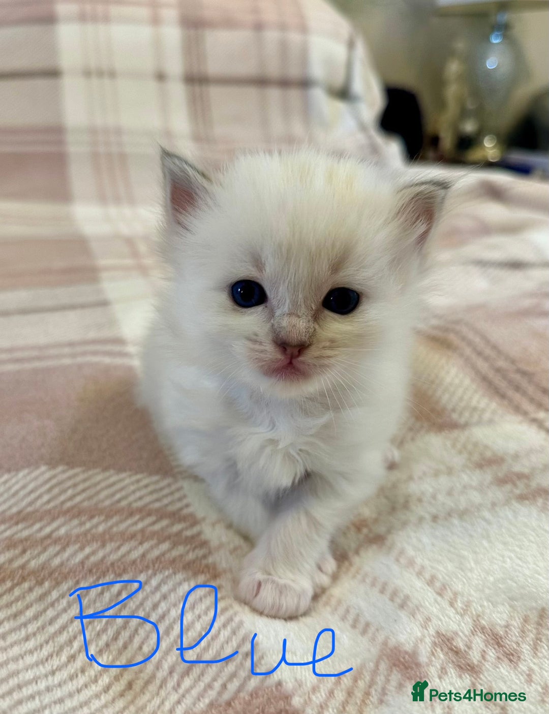 Ragdoll cats for sale: 5 beautiful and healthy Ragdoll kittens - Image 17