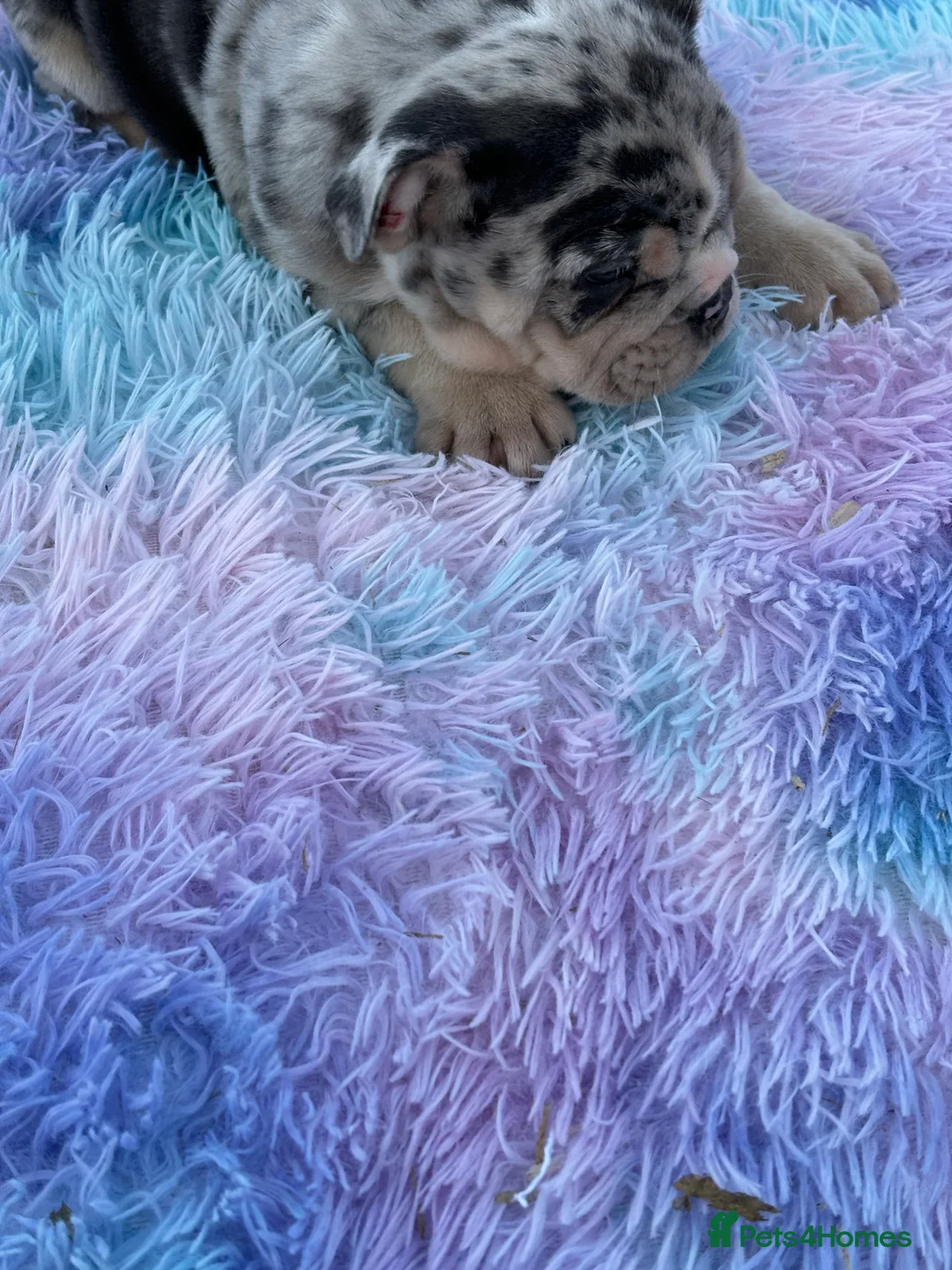 English Bulldog dogs for sale: English bulldog  - Advert 4