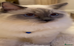 Ragdoll cats for sale: Stunning Ragdoll Kittens  - Image 3