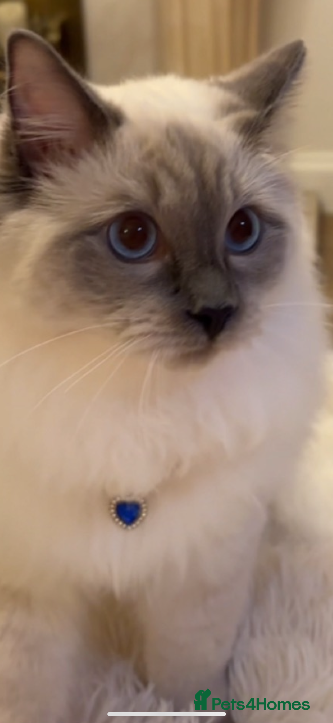 Ragdoll cats for sale: Stunning Ragdoll Kittens  - Image 3