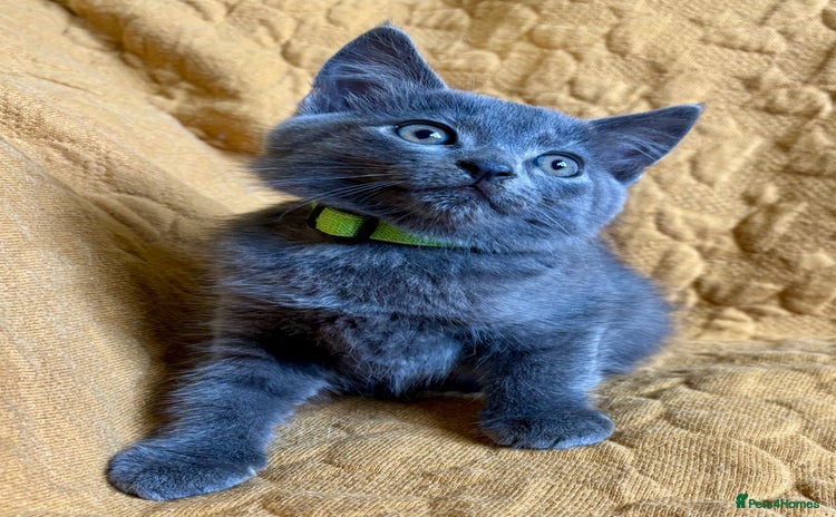 British Shorthair cats - Advert 6