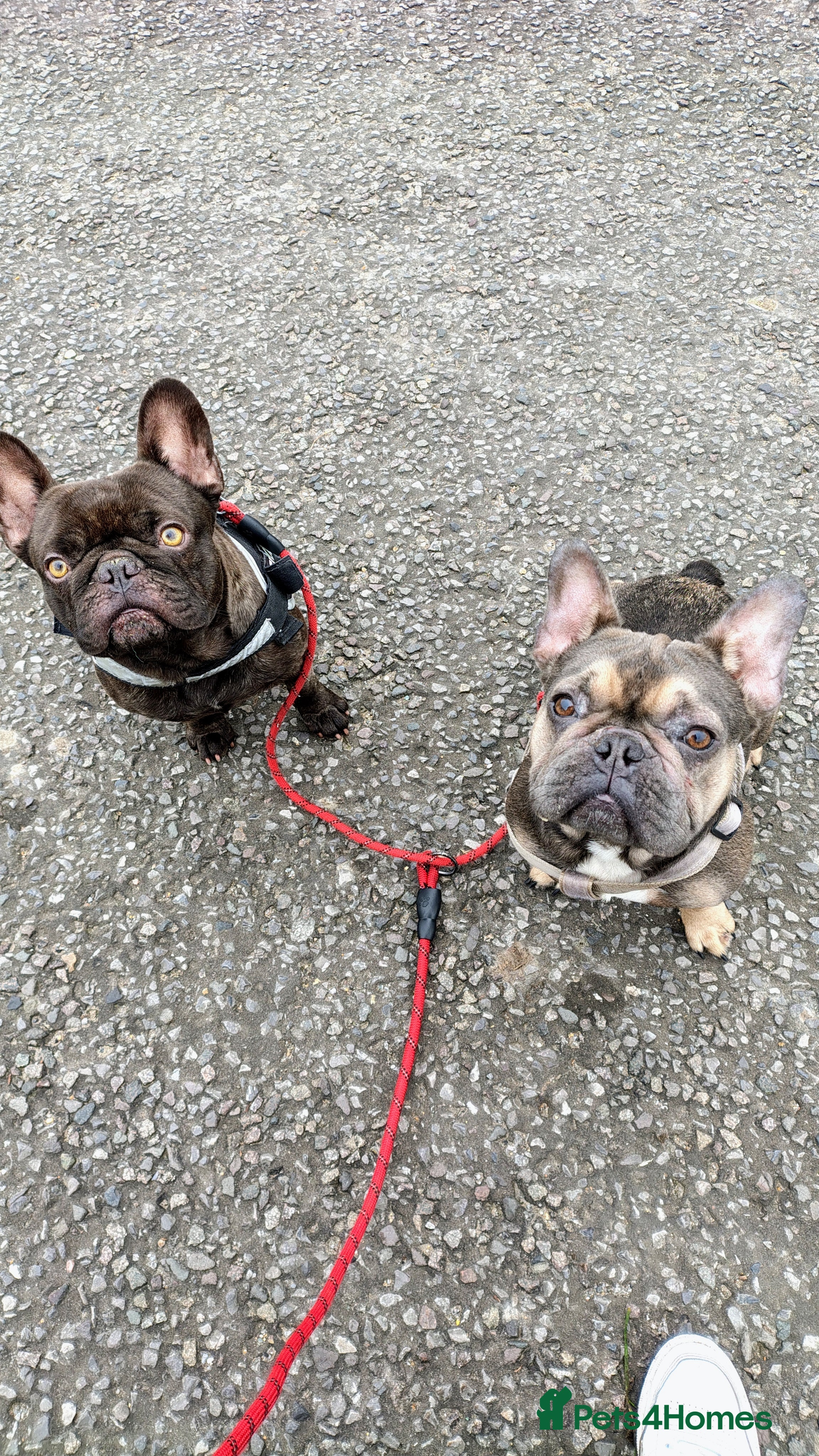 French Bulldog dogs French Bulldogs Need a Knowledgeable Home - Advert 2