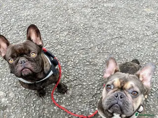 French Bulldog dogs French Bulldogs Need a Knowledgeable Home - Advert 1