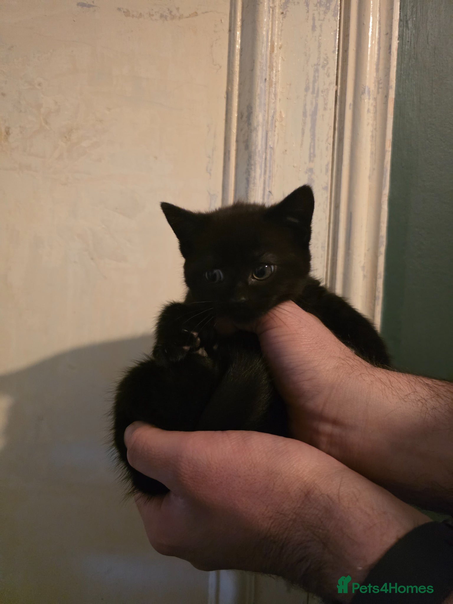 Mixed Breed cats Kittens available now - Advert 14