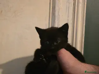 Mixed Breed cats Kittens available now - Advert 14