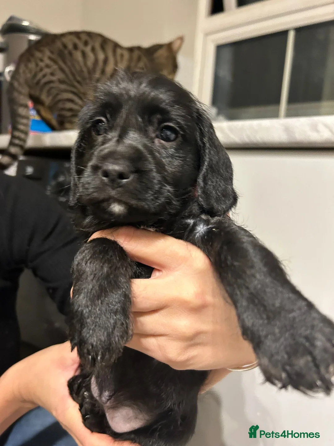Mixed Breed dogs for sale: Cocker spaniel x jackapoo puppies  - Advert 4