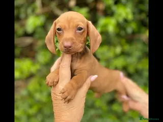 Miniature Dachshund dogs BEAUTIFUL KENNEL CLUB BOY MINIATURE DACHSHUNDS - Advert 13