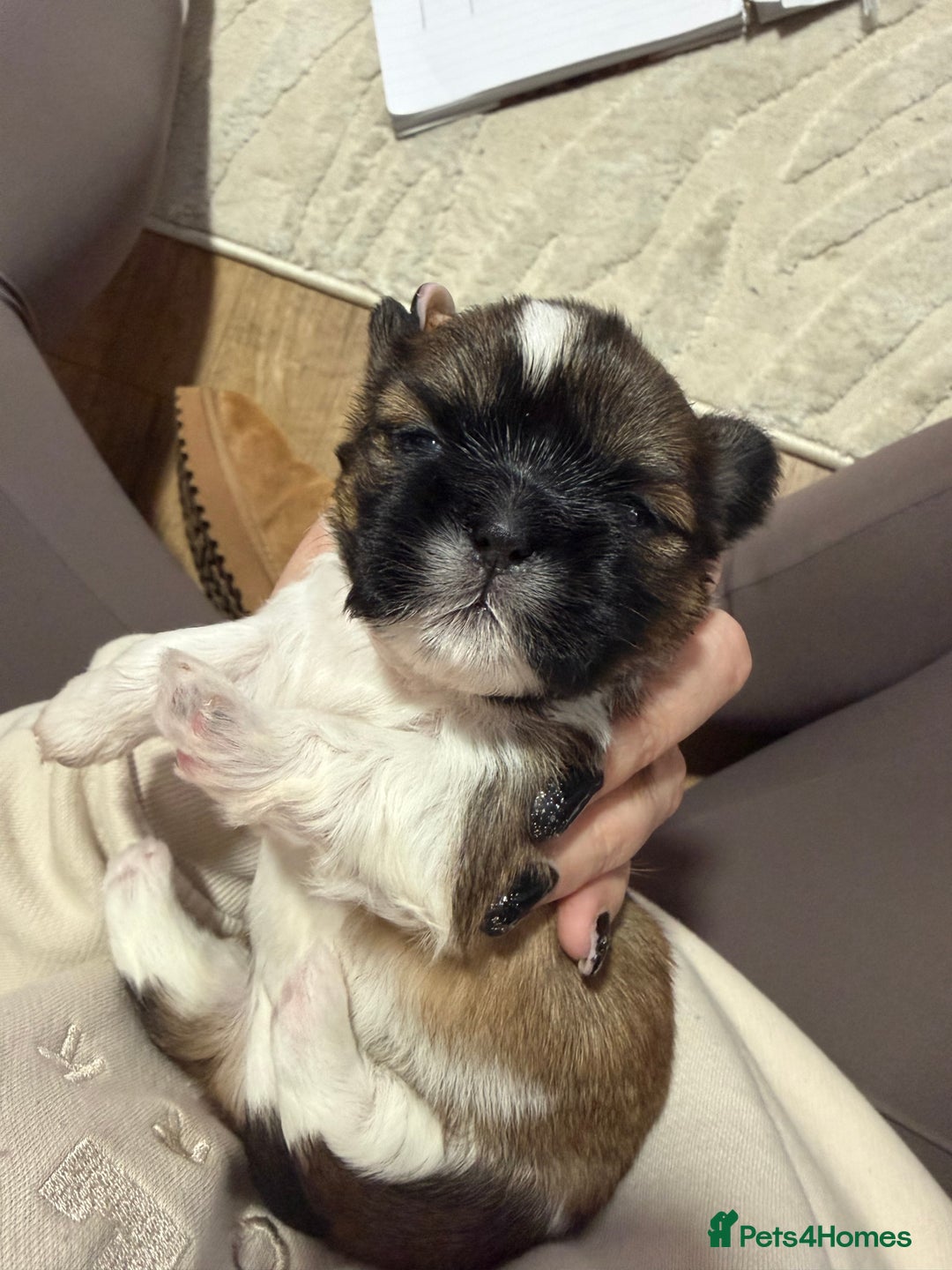 Shih Tzu dogs for sale: Shih Tzu’s  - Advert 14