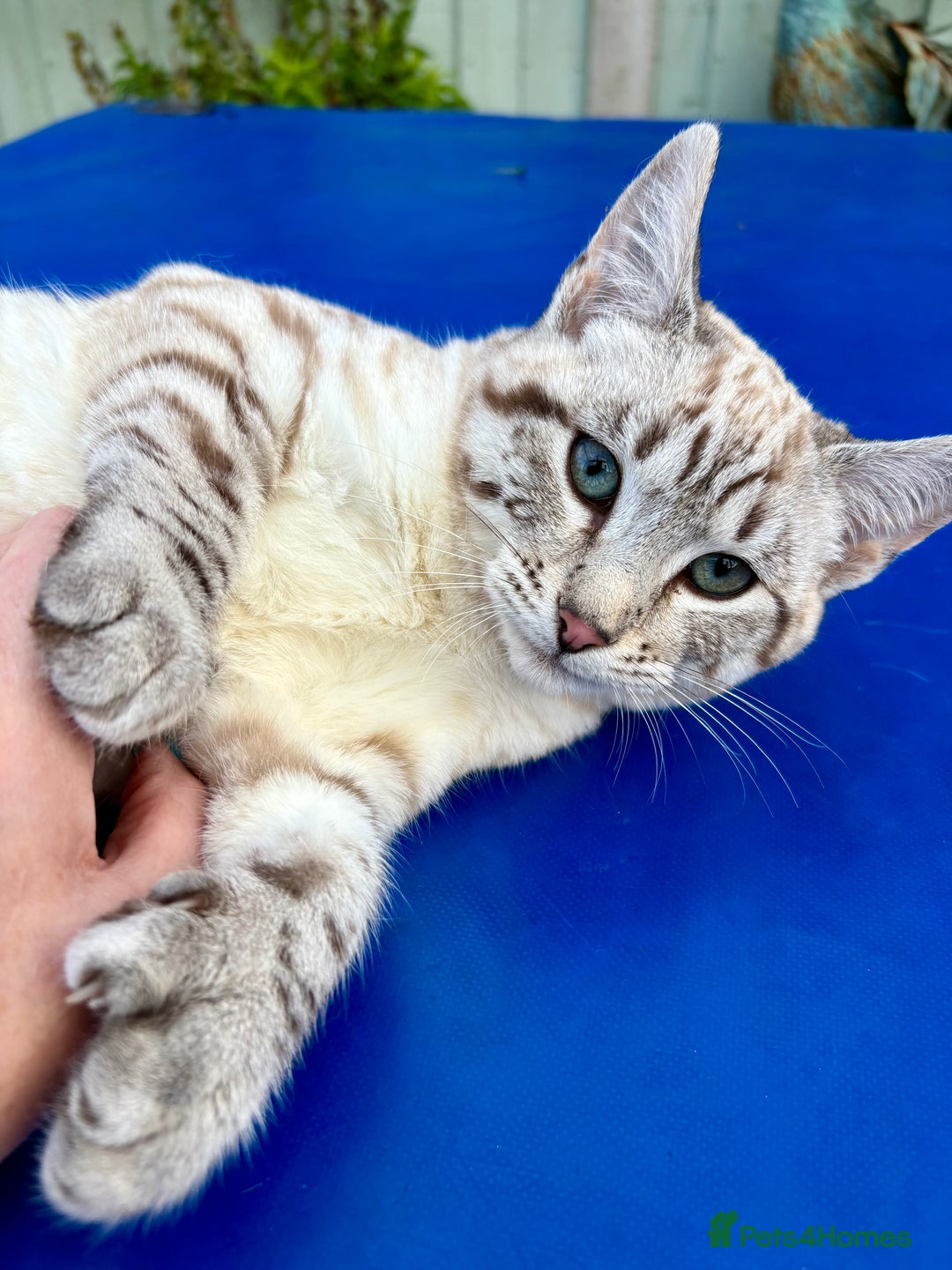 Savannah cats for sale: Superb polydactyl snow leopard girl  - Advert 6