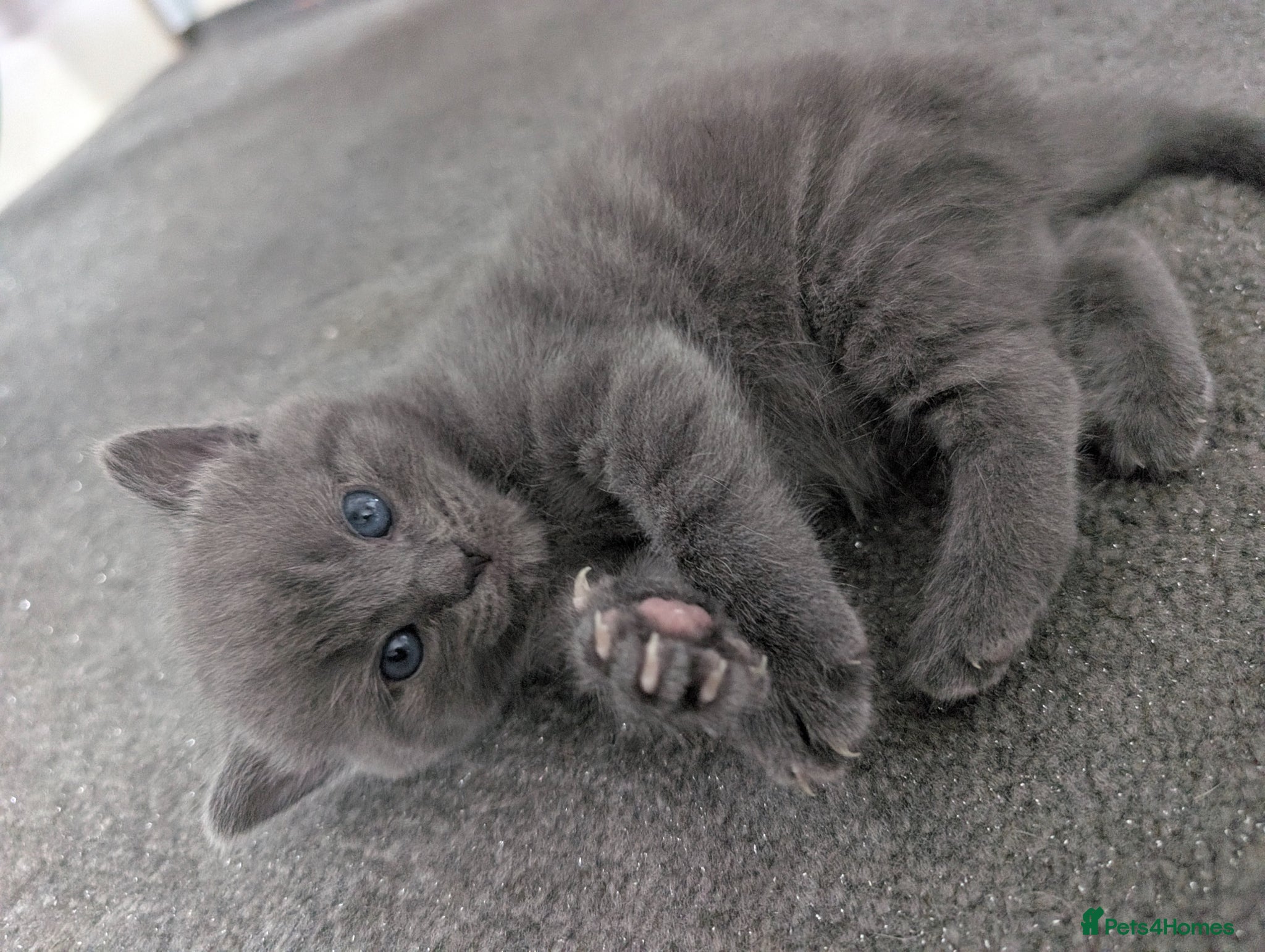 Mixed Breed cats 3 Female kittens available - Advert 2