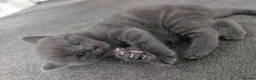 Mixed Breed cats for sale: 3 Female kittens available in Llandysul - Advert 1