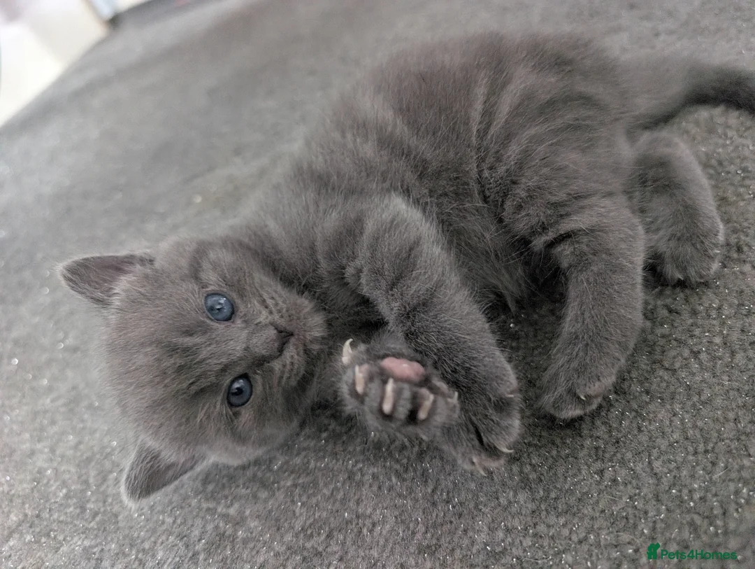 Mixed Breed cats for sale: 3 Female kittens available in Llandysul - Advert 1