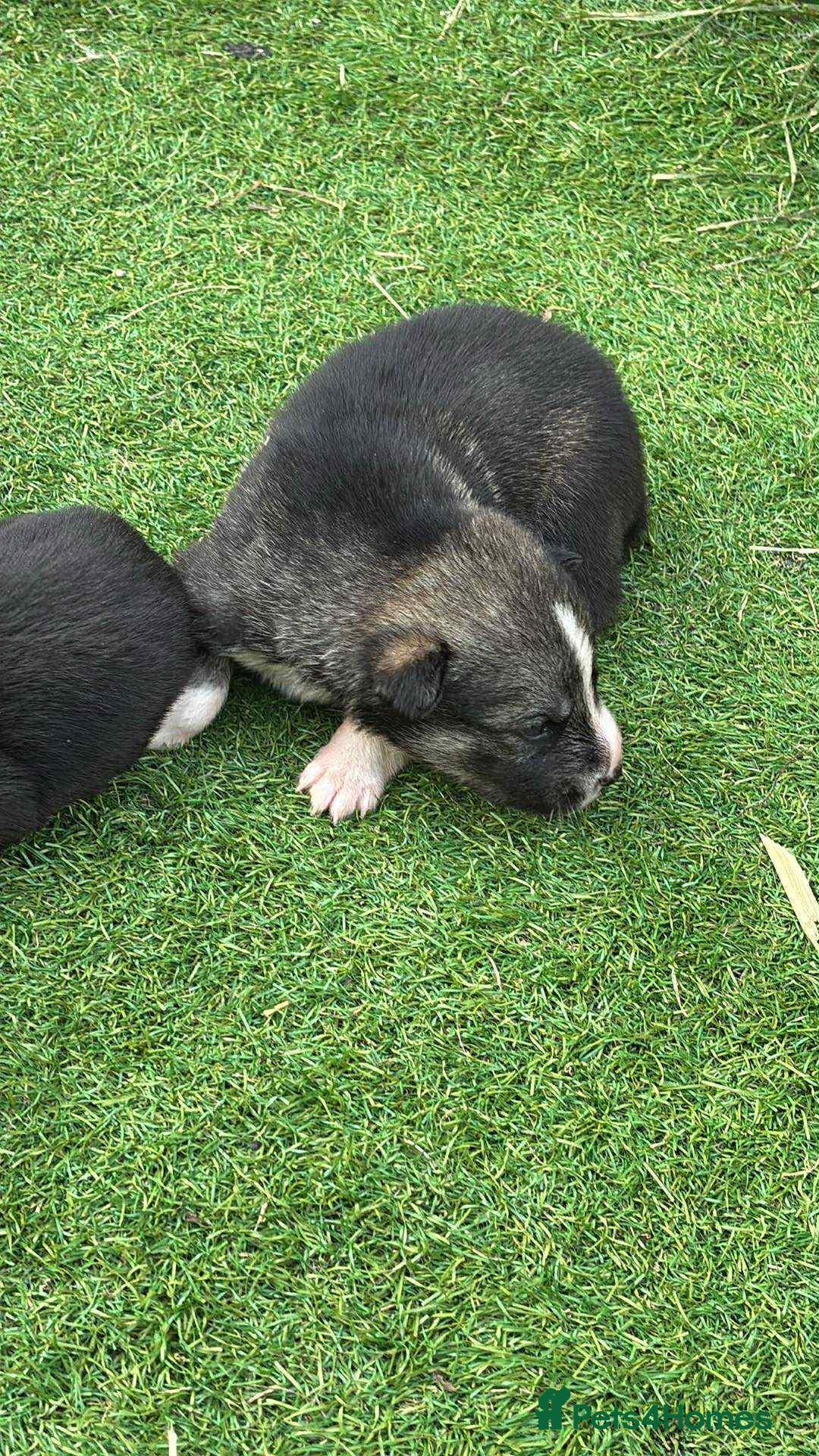 Siberian Husky dogs for sale: husky - Image 12