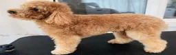 Toy Poodle dogs for stud: Rupert - Toy Poodle - Essex based in Colchester - Advert 3