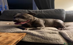 Staffordshire Bull Terrier dogs for sale: Blue Staffordshire bull terrier  - Image 8