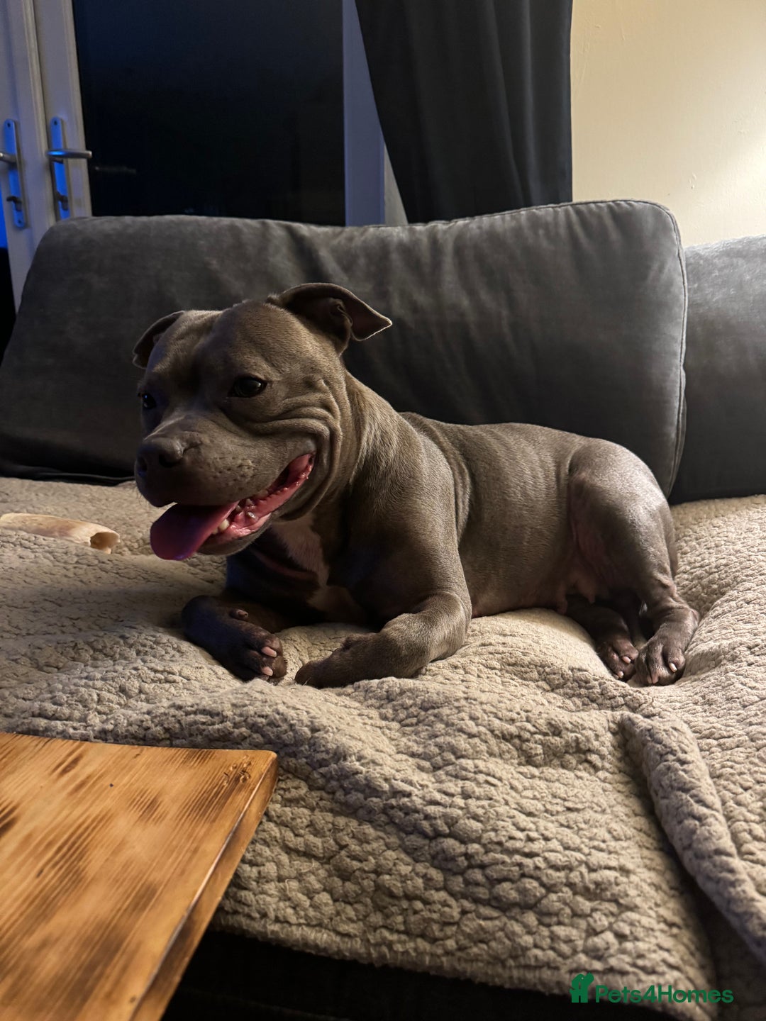 Staffordshire Bull Terrier dogs for sale: Blue Staffordshire bull terrier  - Image 8