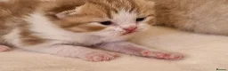British Shorthair cats for sale: British shorthair kittens - Advert 14