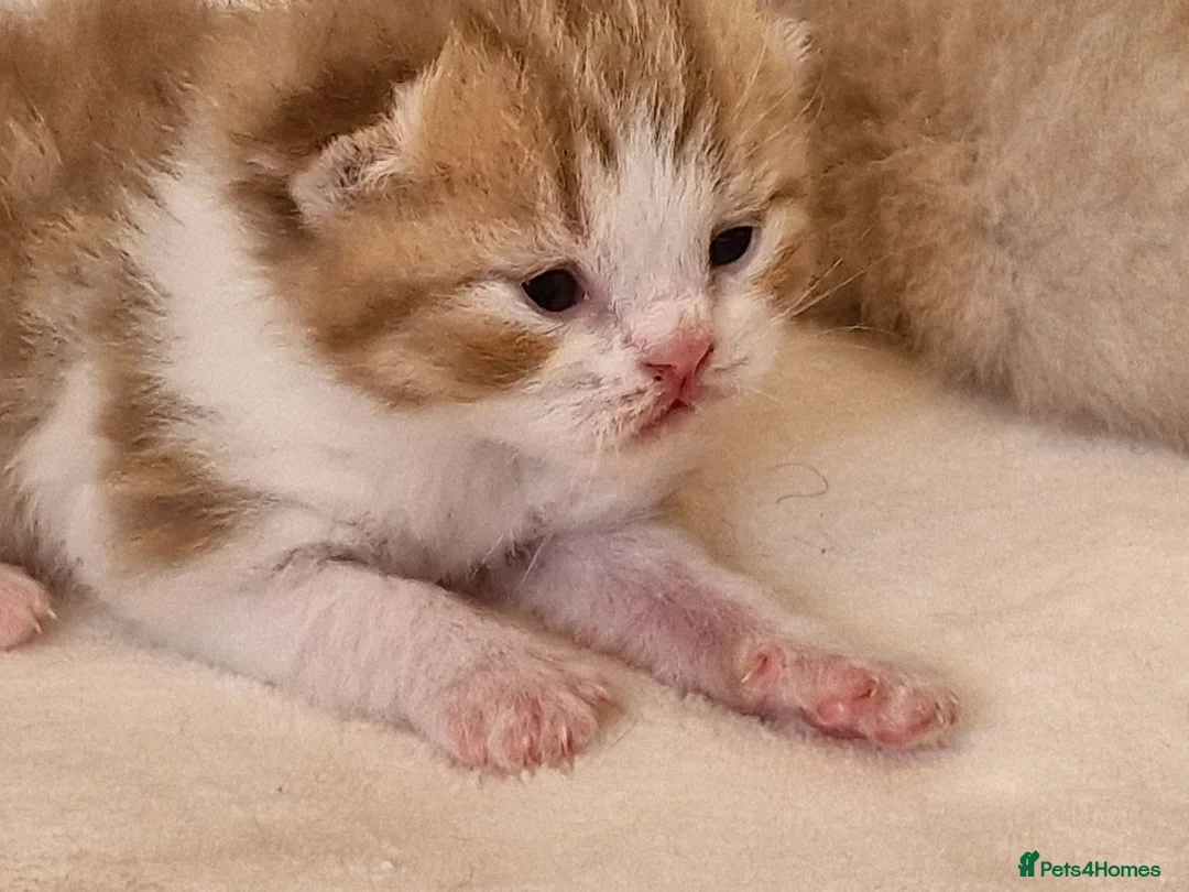 British Shorthair cats for sale: British shorthair kittens - Advert 14