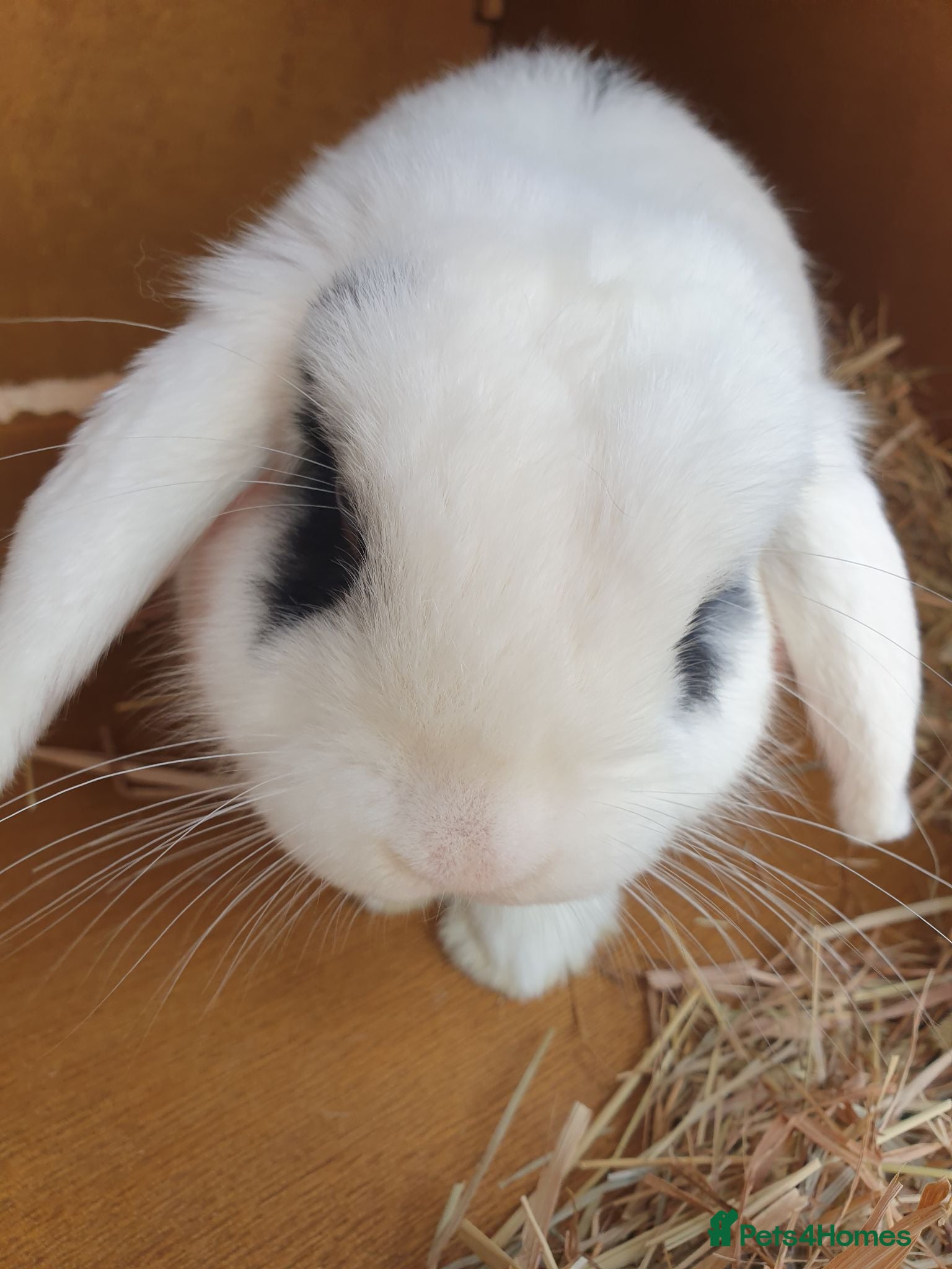 Dwarf Lop rabbits Rabbit - Advert 5