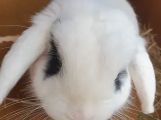 Dwarf Lop rabbits Rabbit - Advert 5