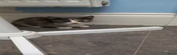 Mixed Breed cats for sale: Gorgeous kittens for sale  - Advert 12