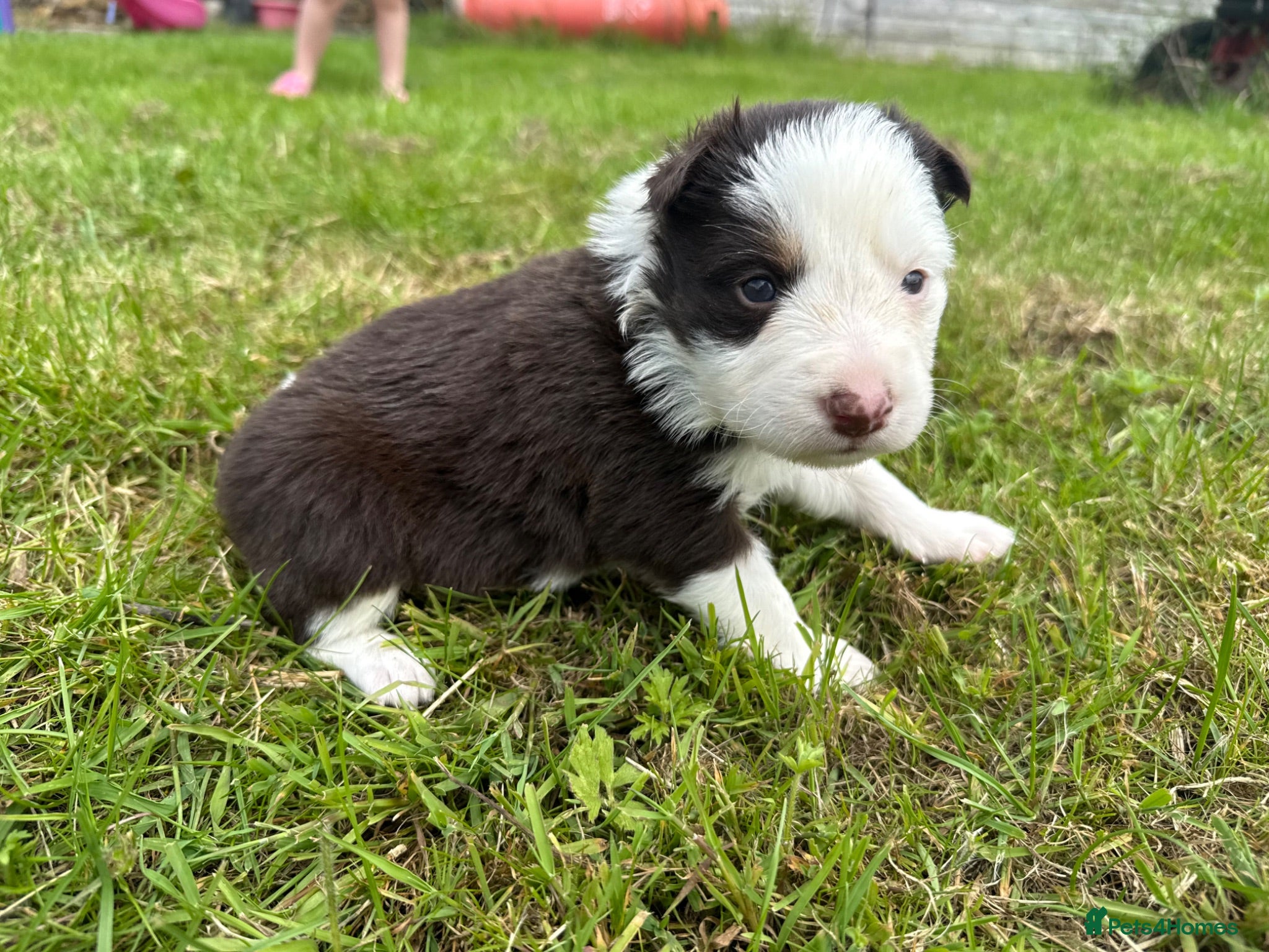 Border Collie dogs Red Tricolour, chocolate &White Border Collie - Advert 2