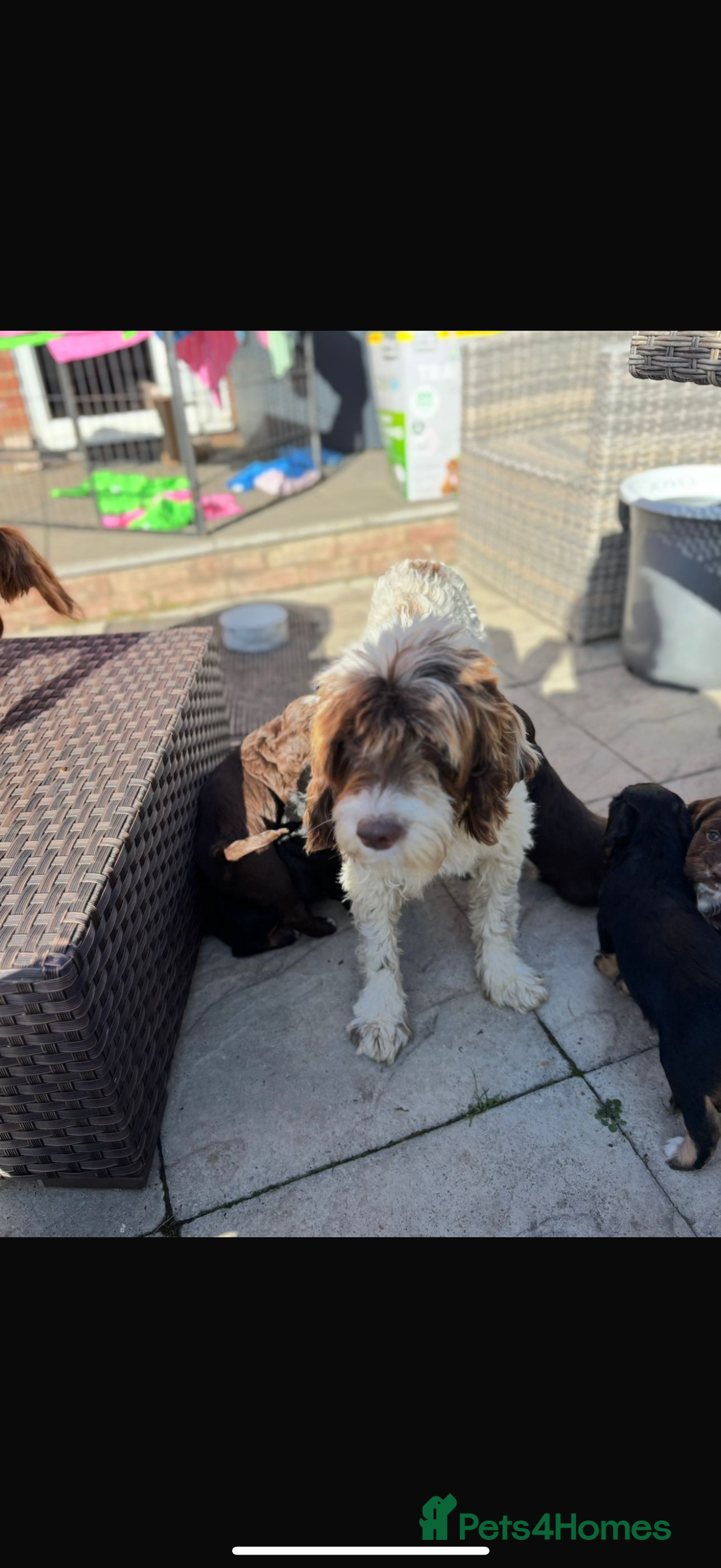 Cockapoo dogs for sale: Cockapoo puppy for sale - Image 1