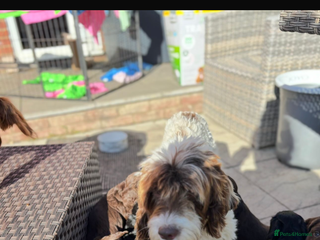 Cockapoo dogs - Advert 1