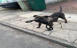 Presa Canario dogs for sale: 5 year old female presa canario  - Image 13
