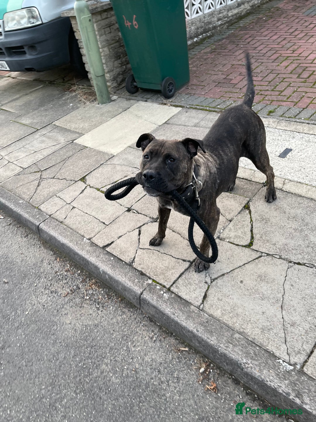 Presa Canario dogs for sale: 5 year old female presa canario  - Image 13