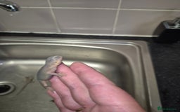 Bearded Dragon reptiles for sale: Baby bearded  dragons  - Image 22
