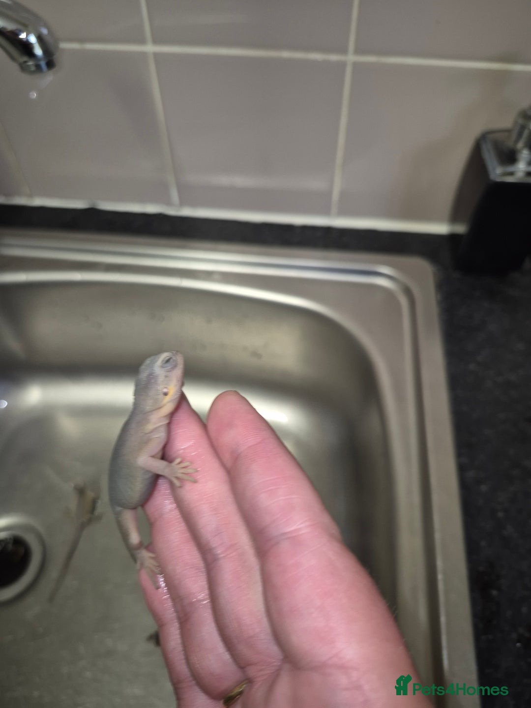 Bearded Dragon reptiles for sale: Baby bearded  dragons  - Image 22