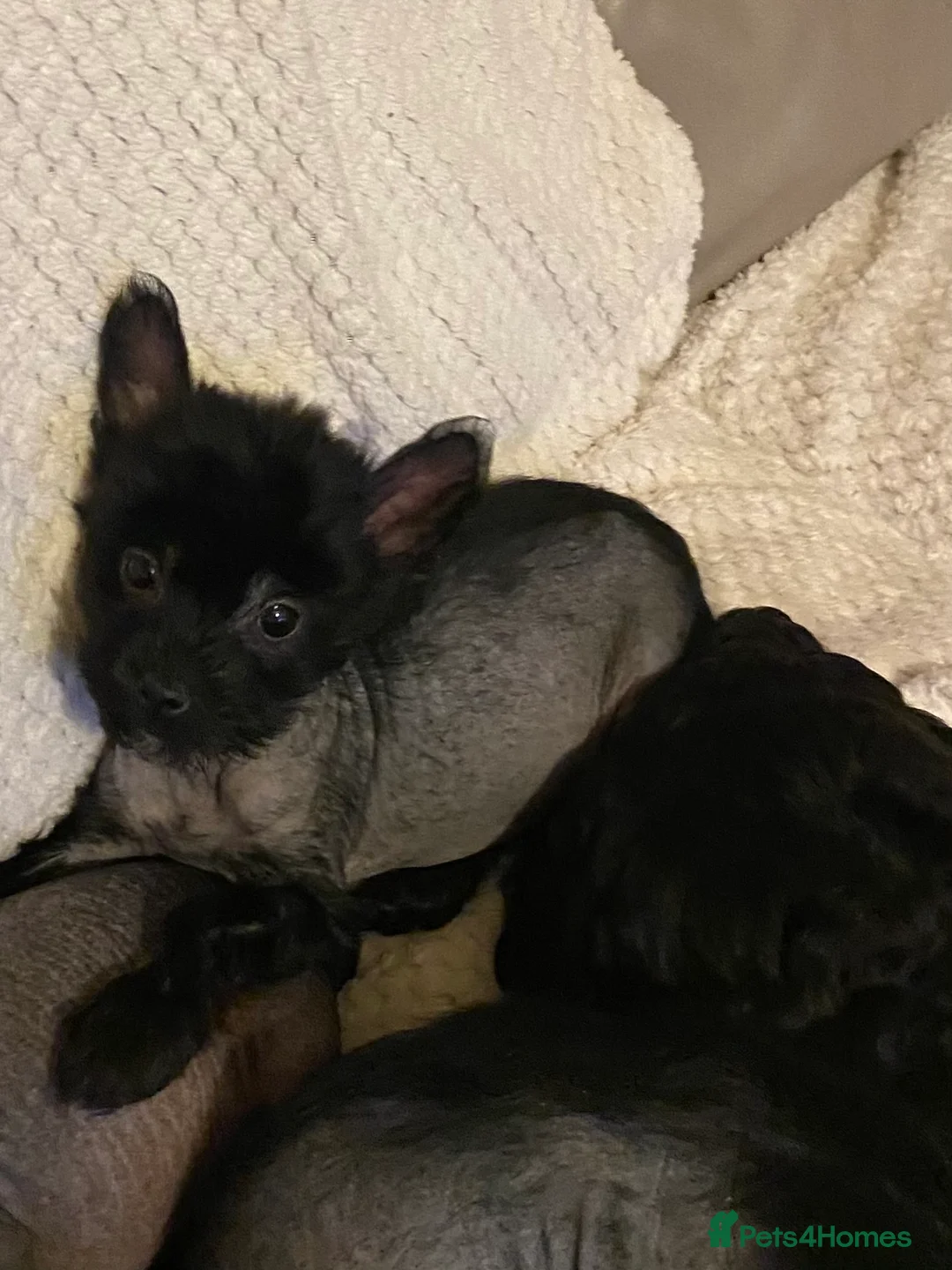 Chinese Crested dogs for sale: 5 Baby Chinese Crested Seeking Their Forever Homes - Advert 17