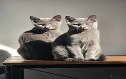 Russian Blue cats for sale: Russian Blue Kitten pair (Male and female) - Image 6