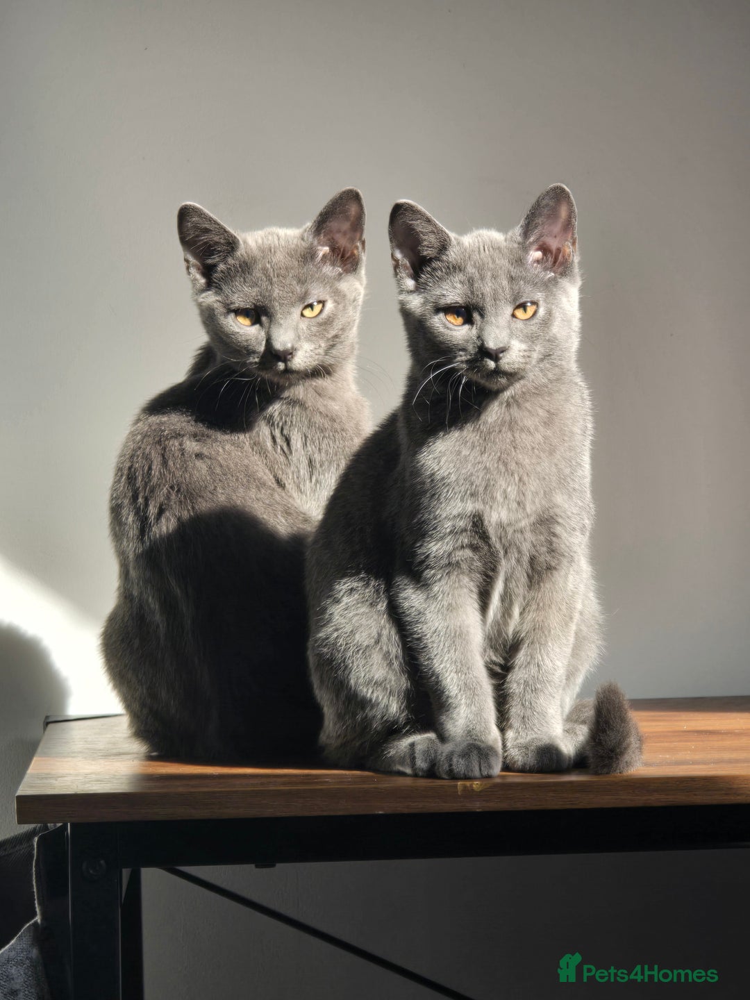Russian Blue cats for sale: Russian Blue Kitten pair (Male and female) - Image 6