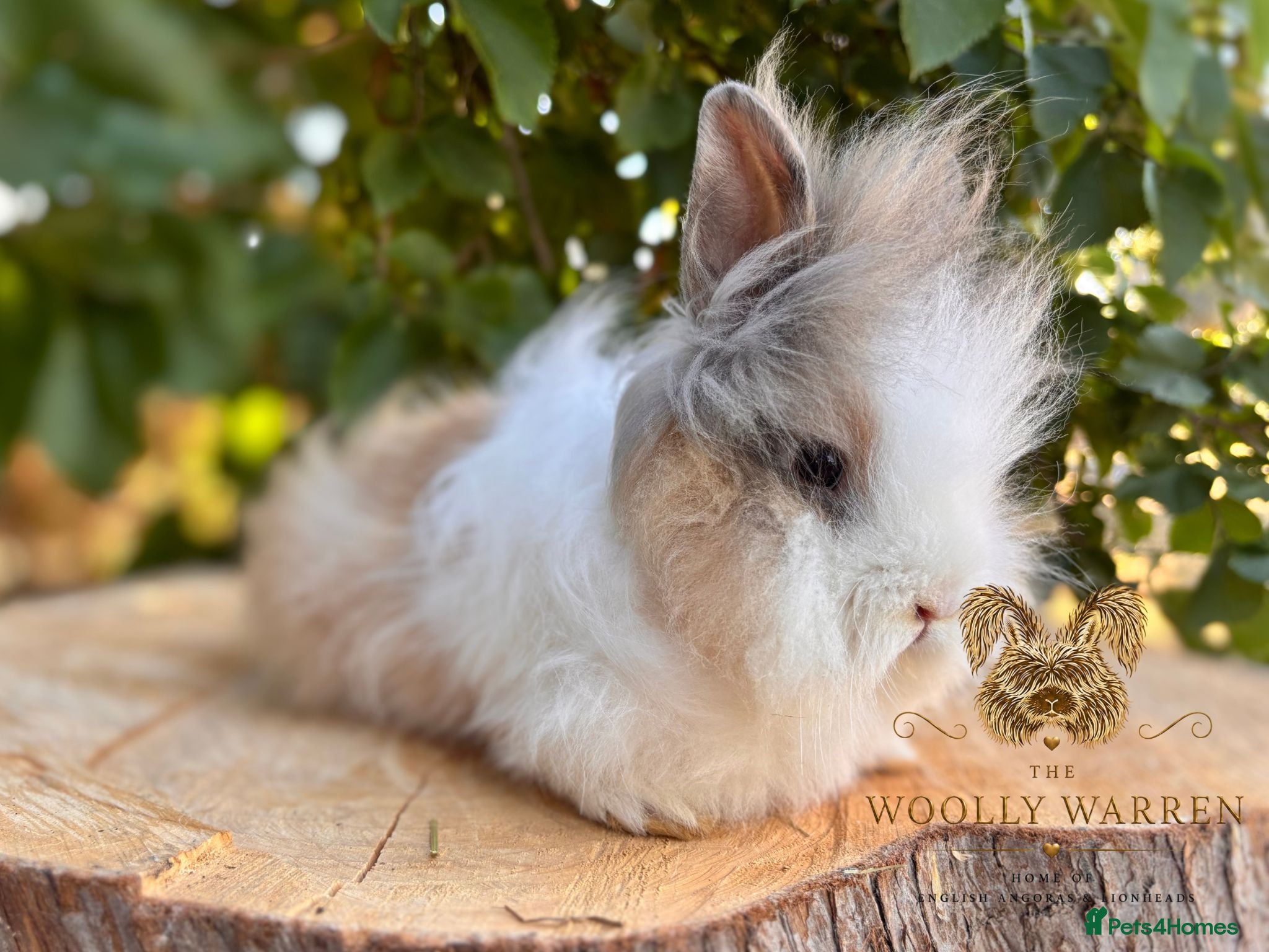 Lionhead rabbits Fully Vaccinated Lionheads Ready Now  - Advert 2