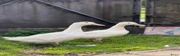 Ducks poultry for sale: Two Female White Khaki Campbell Ducks - Advert 3