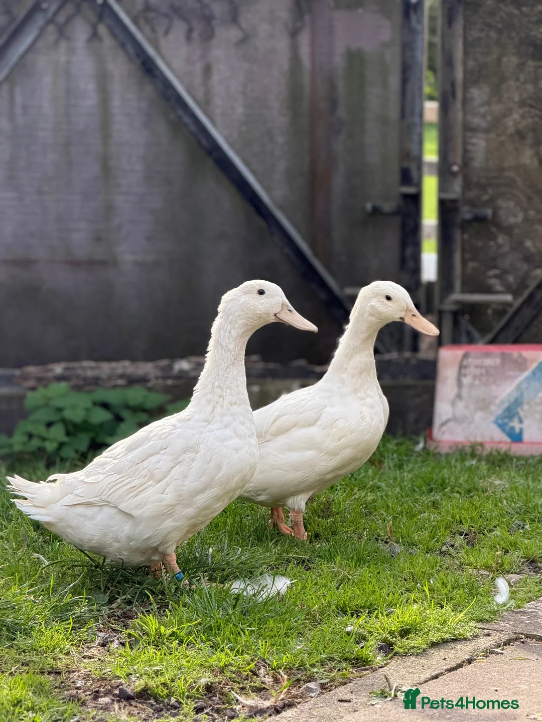 Ducks poultry for sale: Two Female White Khaki Campbell Ducks - Advert 3
