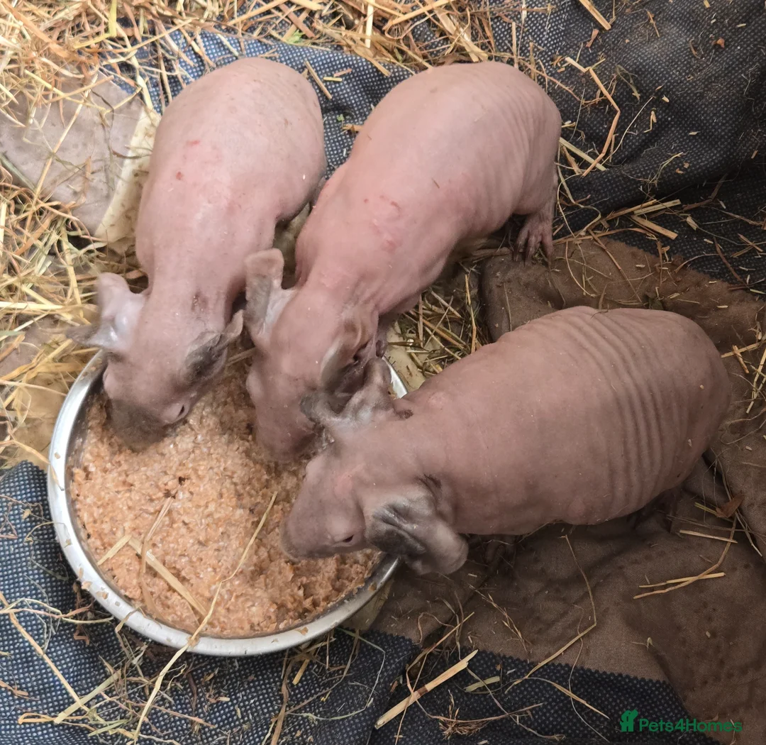 Guinea Pig rodents for sale: 1 boar 1 sow violet and black skinny pig - Advert 5