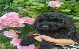 Cavapoo dogs for sale: Cavapoo  - Image 14