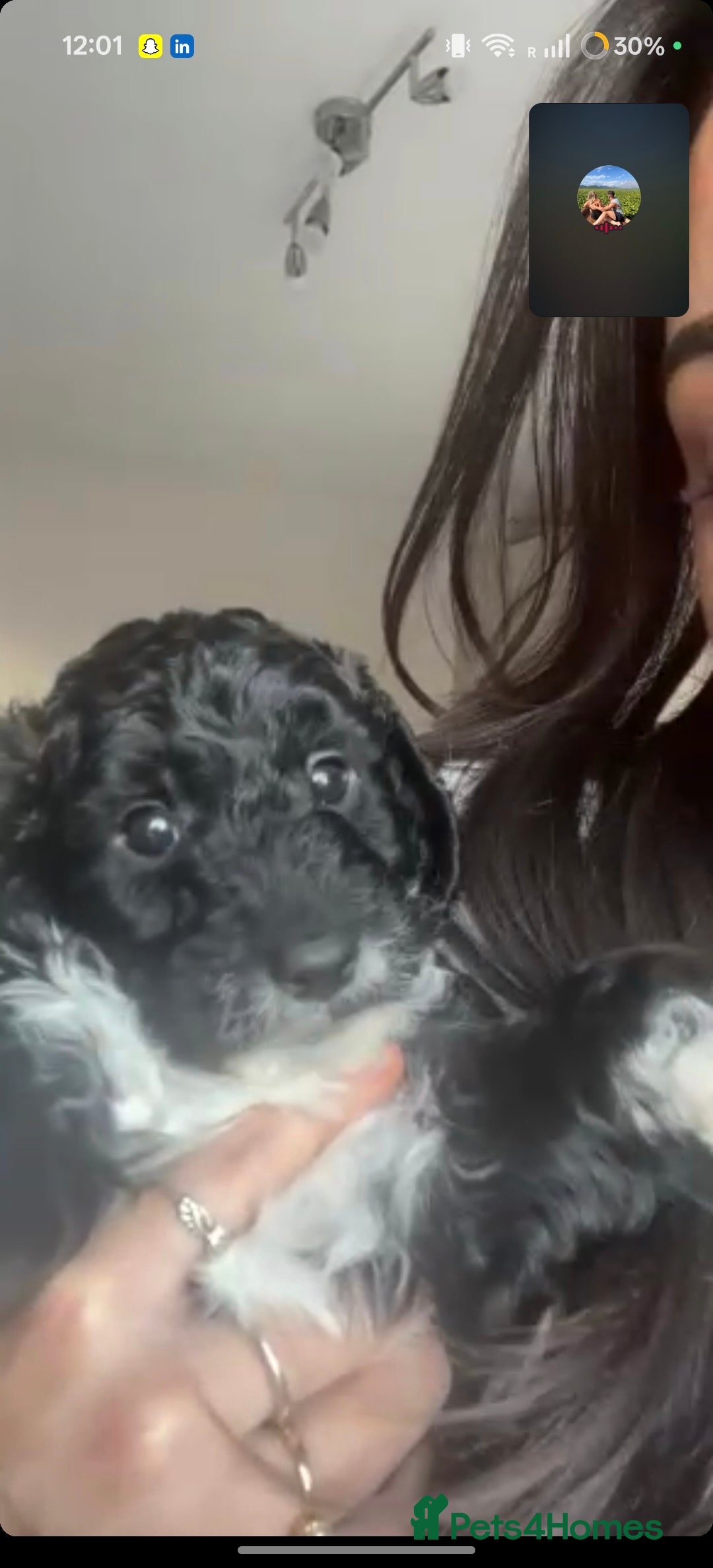 Cockapoo dogs F1 Cockapoo Puppies – 6 Newborn Pups - Advert 2