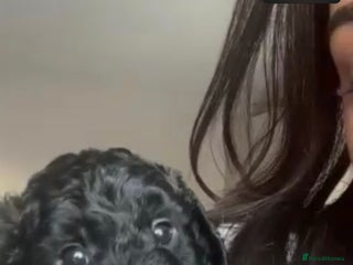 Cockapoo dogs F1 Cockapoo Puppies – 6 Newborn Pups - Advert 15